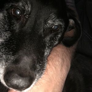 Meet your Posher, Steve